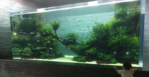 すみだ水族館水槽