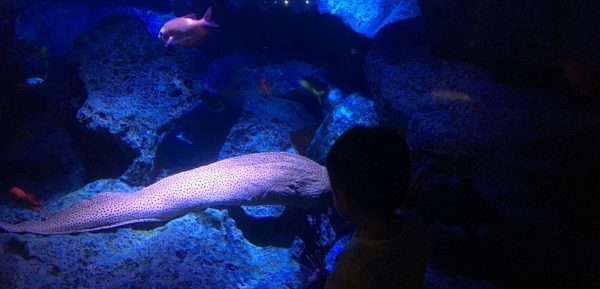 すみだ水族館うつぼ
