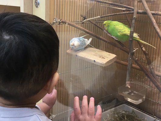 はじめてルームの動物