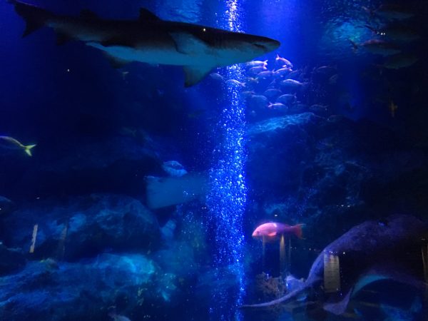 すみだ水族館・サメ