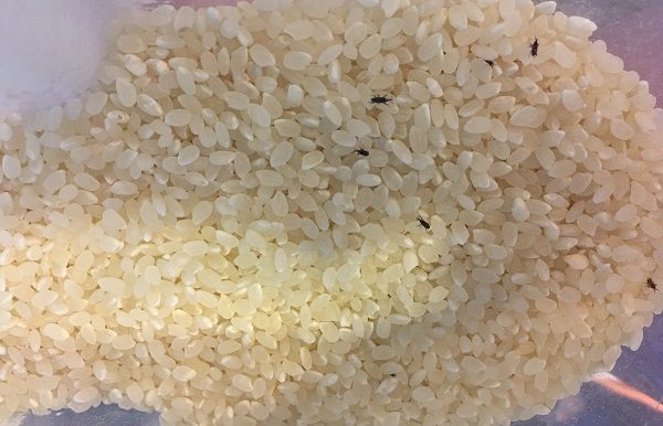 米に虫がわいた・保存容器
